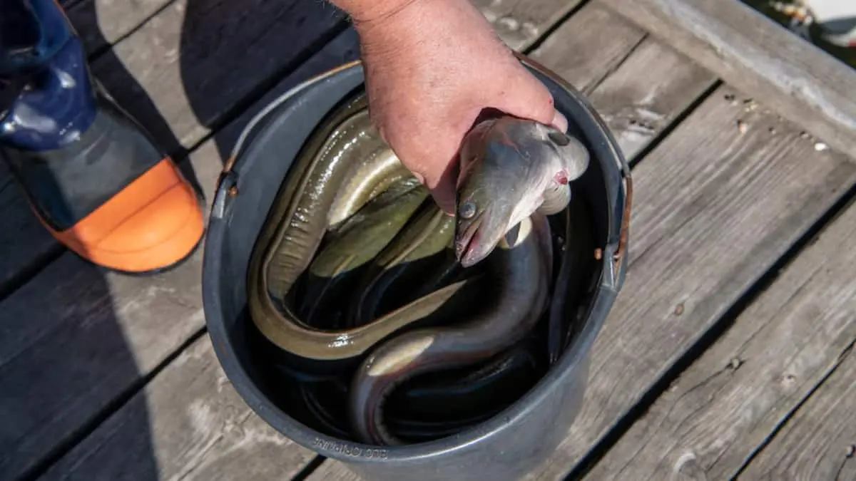 'Ål you can eat.' Restauranter serverer kritisk truet fisk