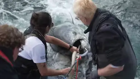 Fisker jubler over gigants comeback i danske farvande - TV 2