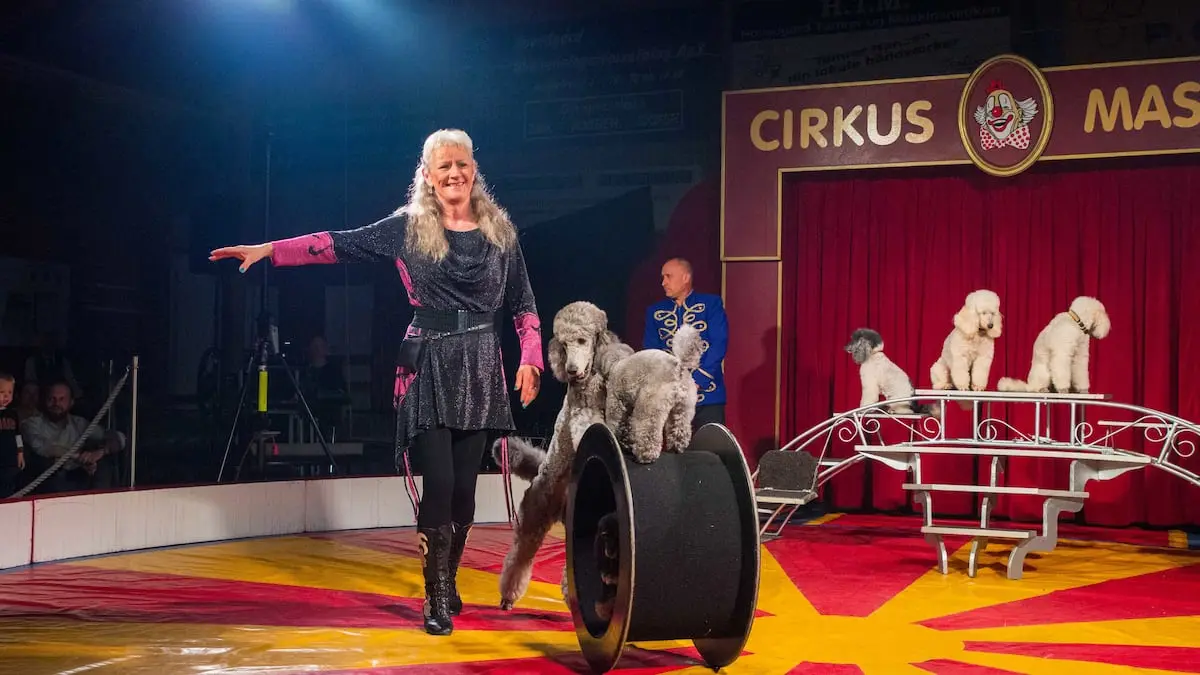 I dag har Cirkus Mascot sidste forestilling: 'Det bliver virkelig hårdt'