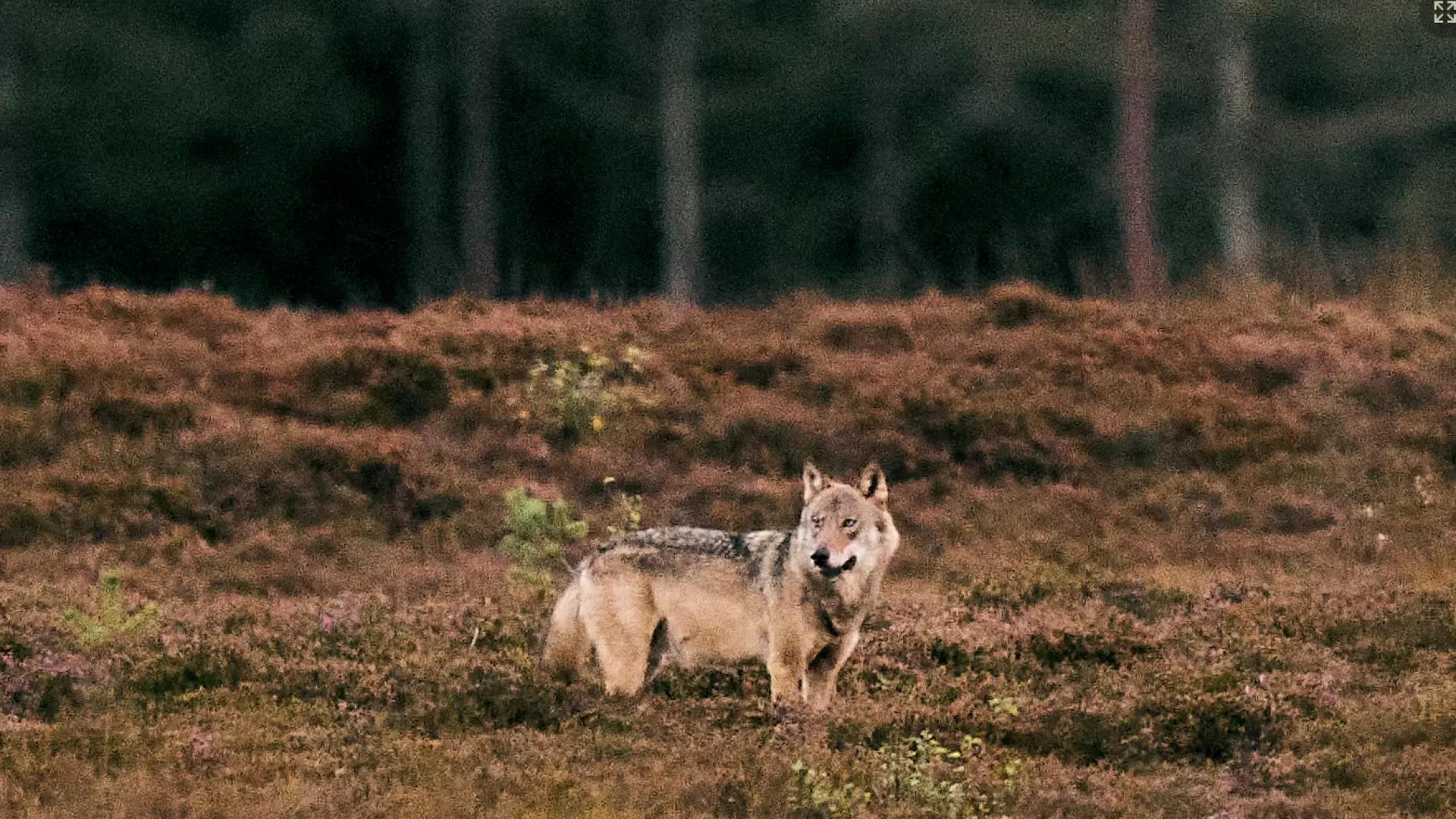 Ny optælling viser, at ulvene spreder sig – se her, hvor de bor