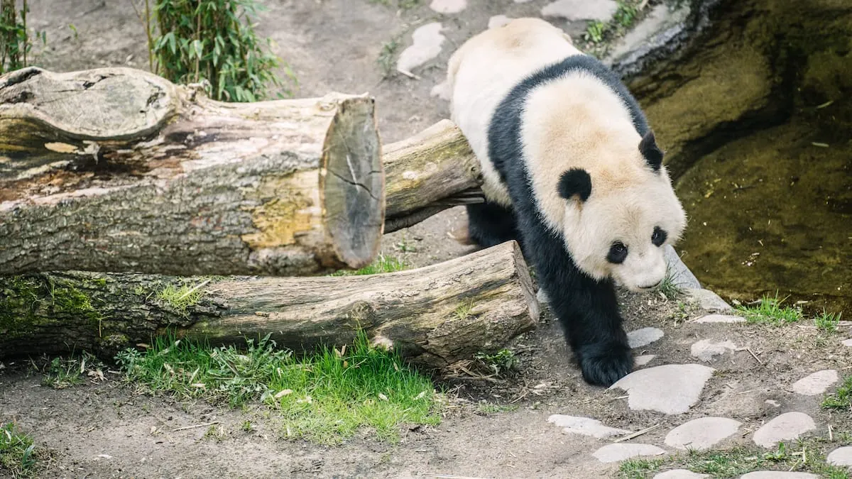 Københavns Zoo krydser fingre: Pandaunge kan være på vej | Indland | DR
