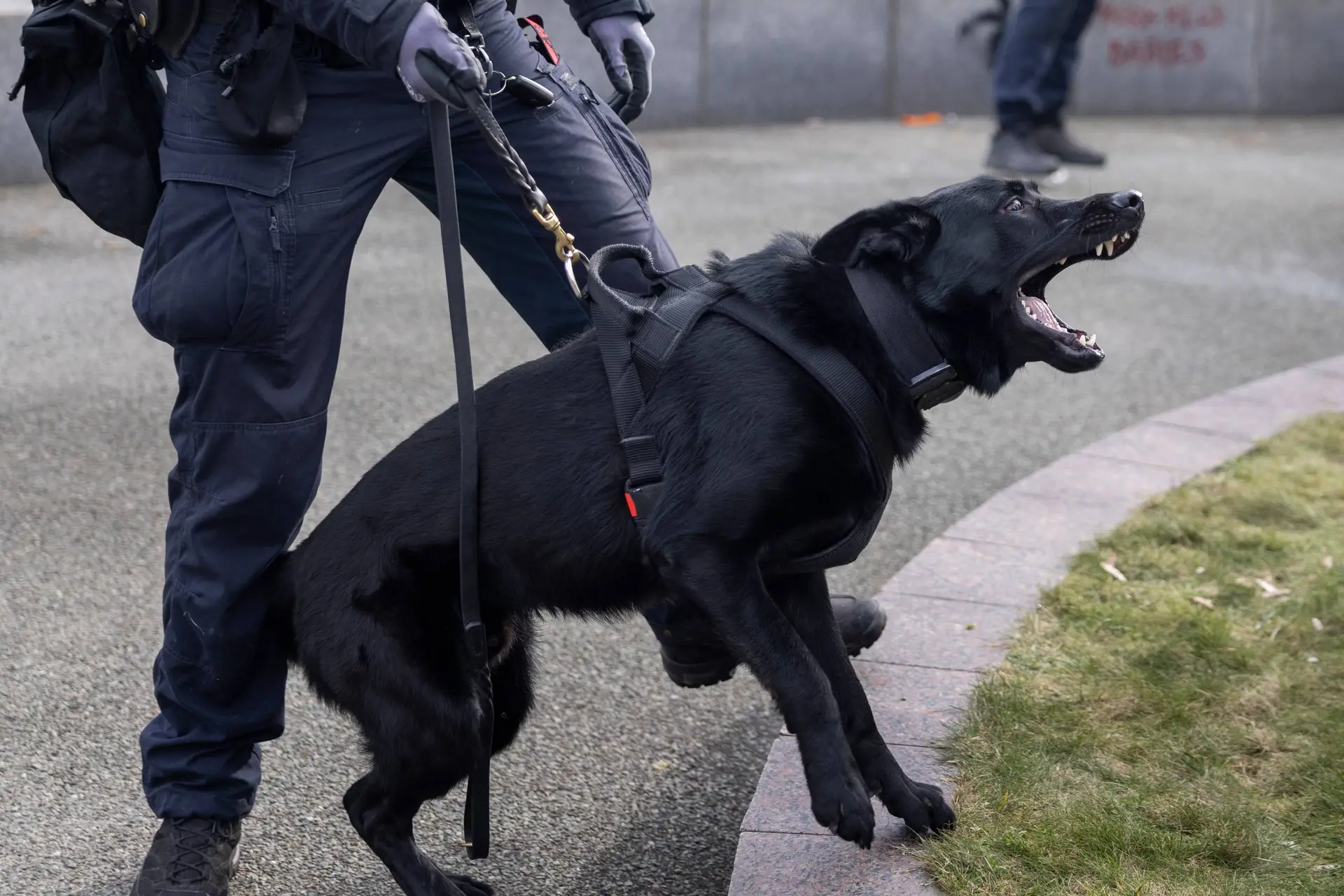 Mulig indbrudstyv gemte sig i et skur - men det var en smal sag for politihund at finde ham - Din Avis