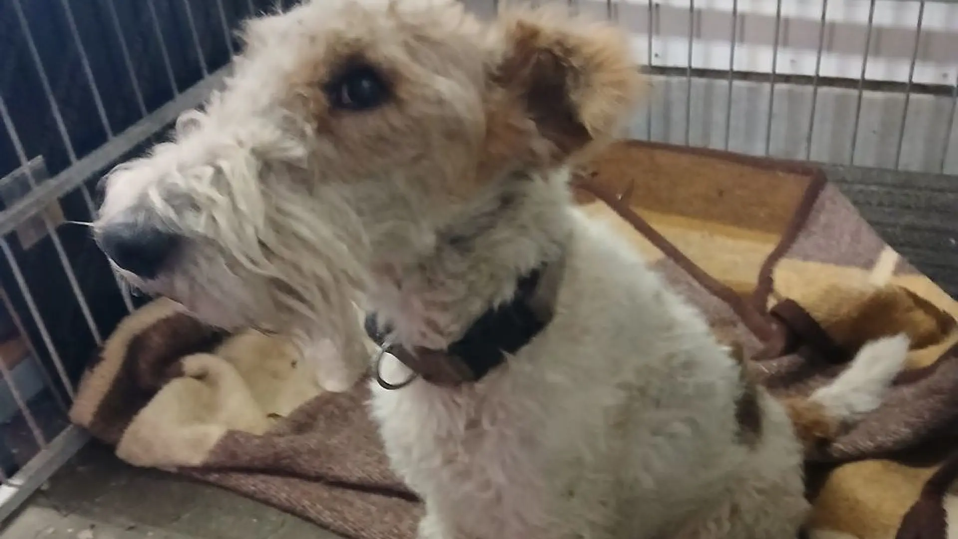 Politiet på bar bund: Hvem savner denne søde hund?