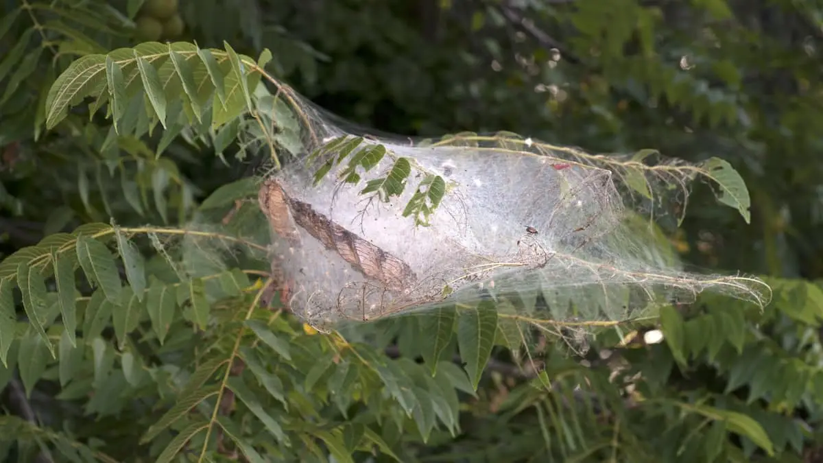 310.000 invasive larver fanget med spisepinde i Beijing