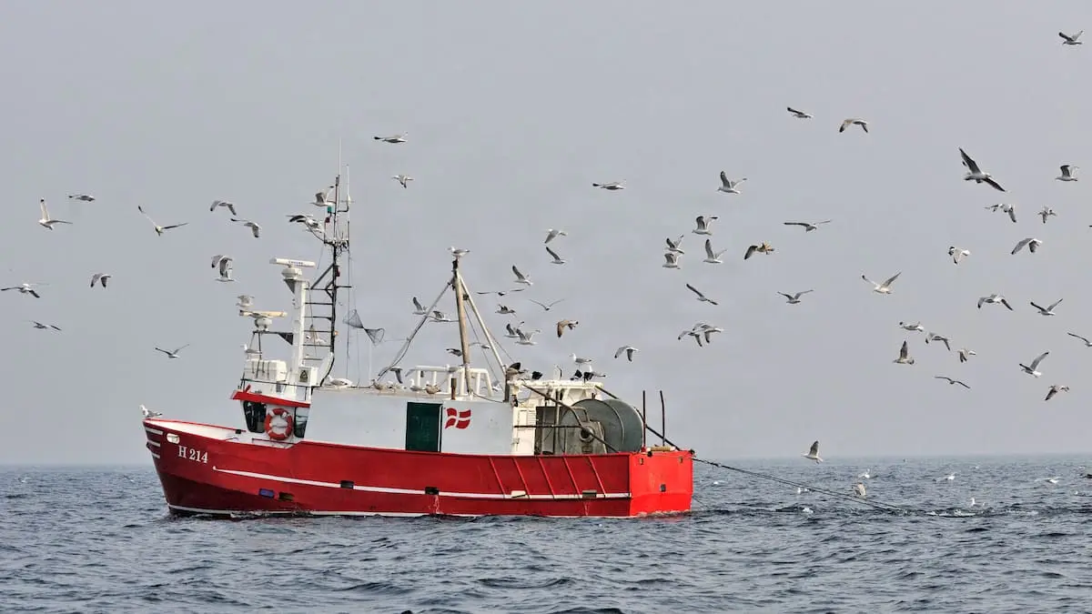 Flere tusinde ton fisk bliver smidt ulovligt tilbage i havet, og ’langt de fleste dør’: 'Et kolossalt spild af liv'