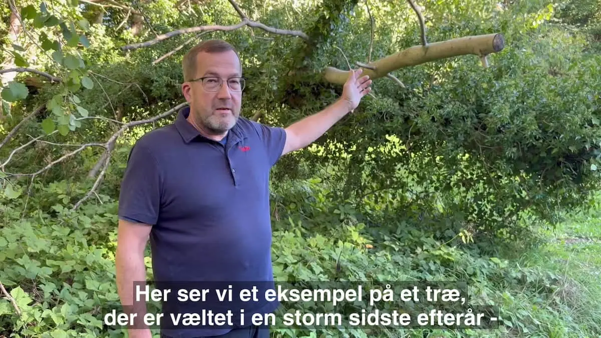 Banedanmark advarer tusindvis af fynboer: Jeres træer kan skabe kaos