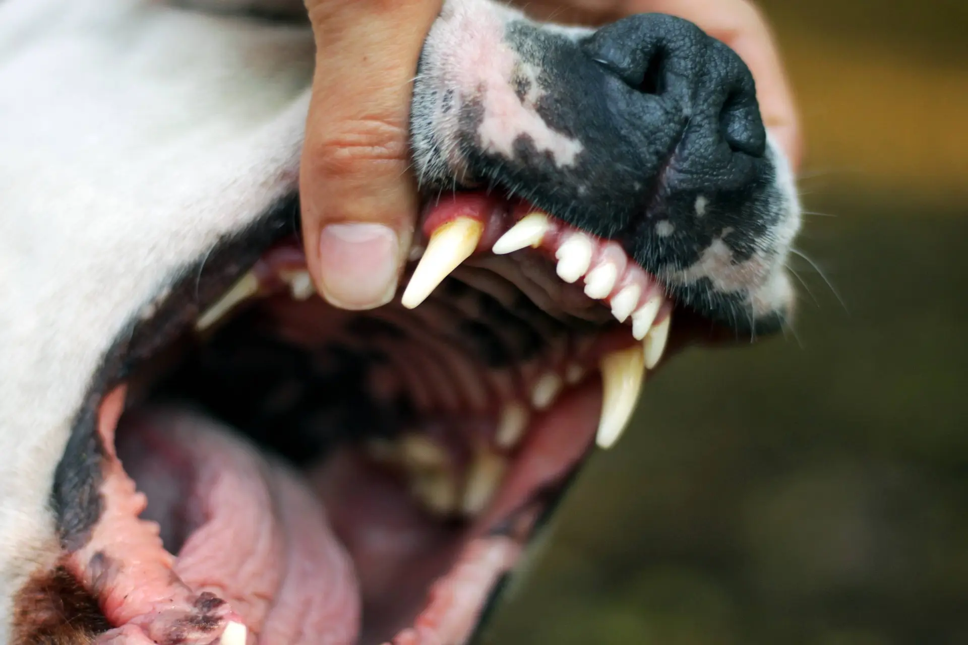 Uhyggeligt angreb: Skambidt dreng måtte i narkose i 3,5 time – nu er bidsk hund aflivet - Din Avis