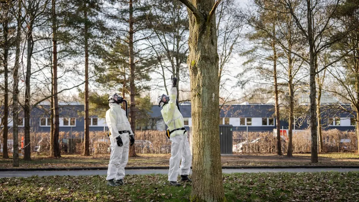 Regning til bekæmpelse af ’larven fra helvede’ er blevet langt dyrere end forventet