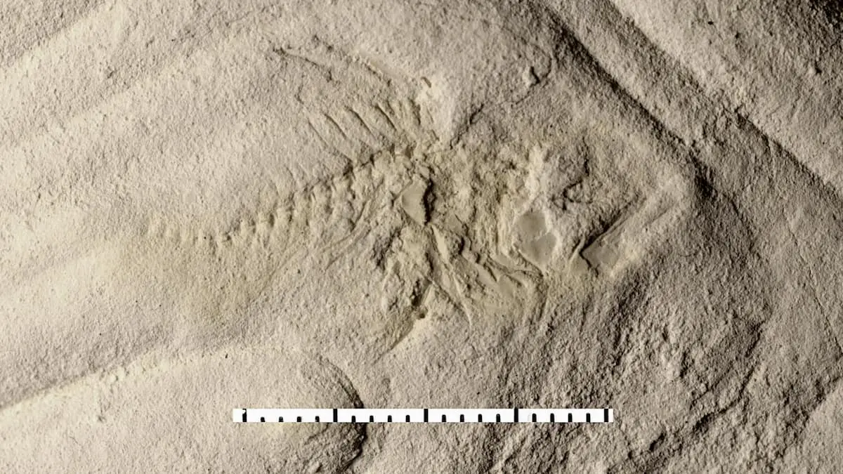 Fossilfund overrasker museum: 'Jeg har taget fejl de sidste 17 år'