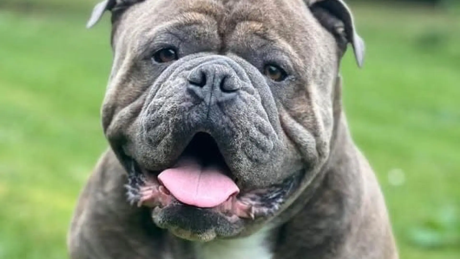 Hunden Mogens er forsvundet - nu udlover ejer stor dusør