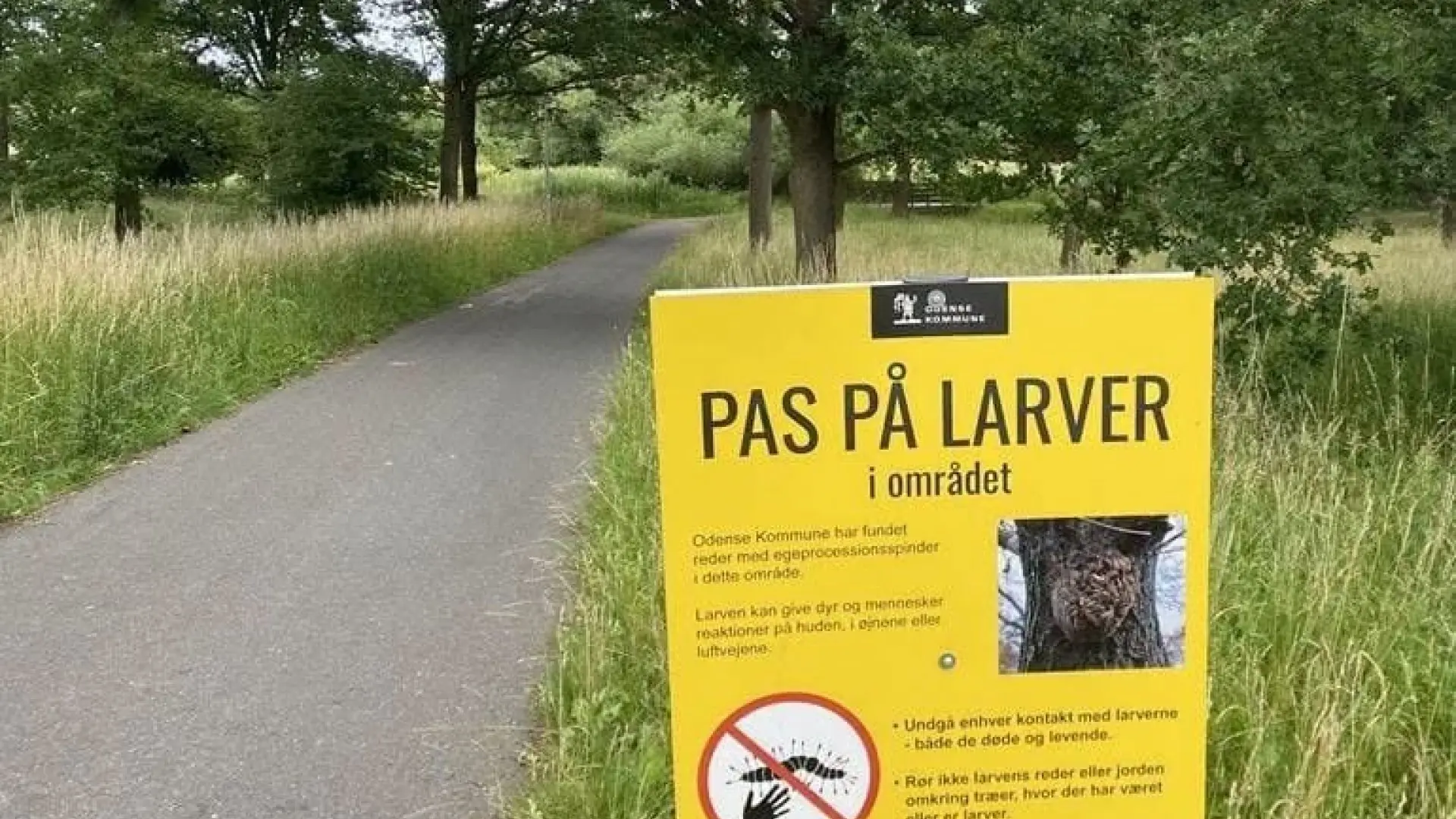 Indsats mod larver koster Odense Kommune 15 millioner
