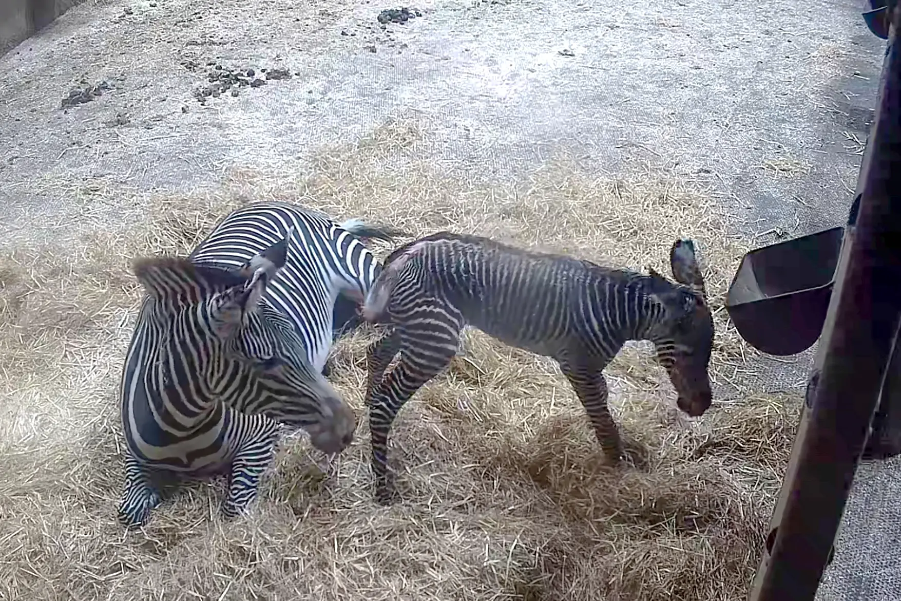 Lille mirakel i Aalborg Zoo: Zebraføl overlevede tragedie – og har nu fået en helt særlig familie