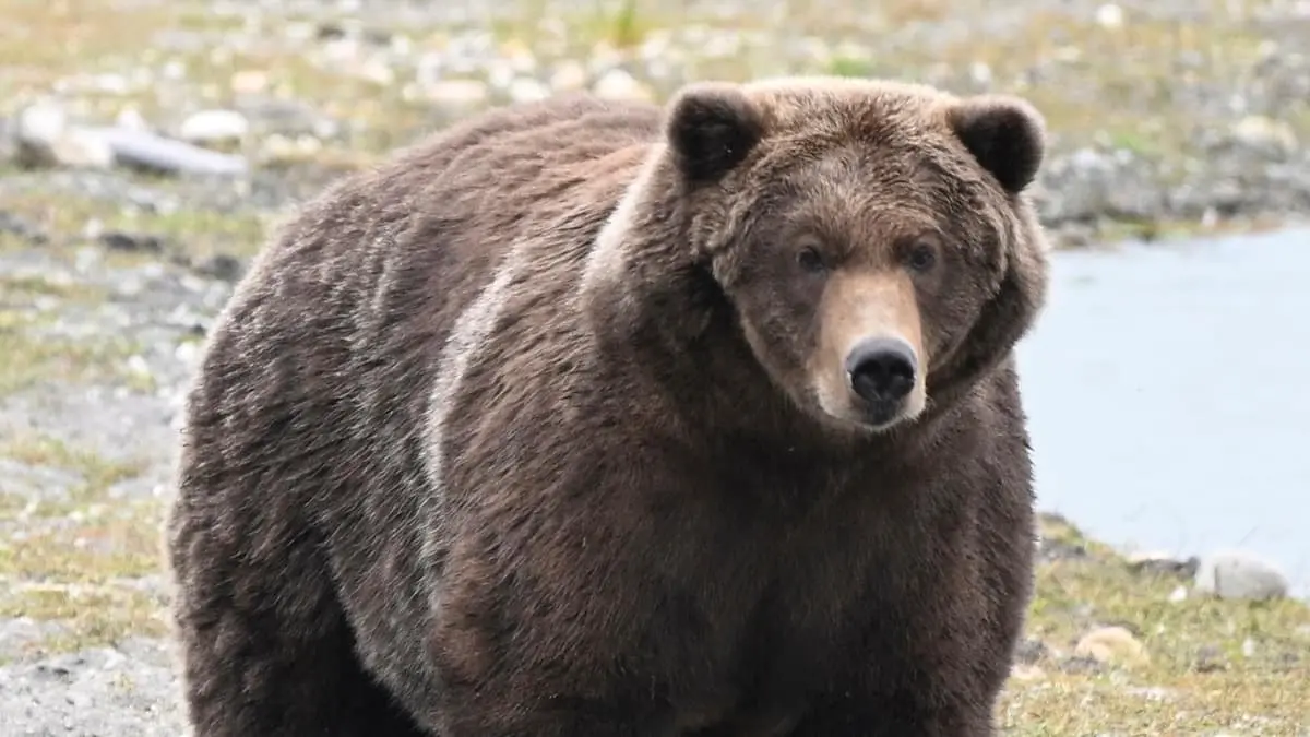 Vær med til at kåre årets tykkeste bjørn: Kan Chunk spise sig til sejren igen?