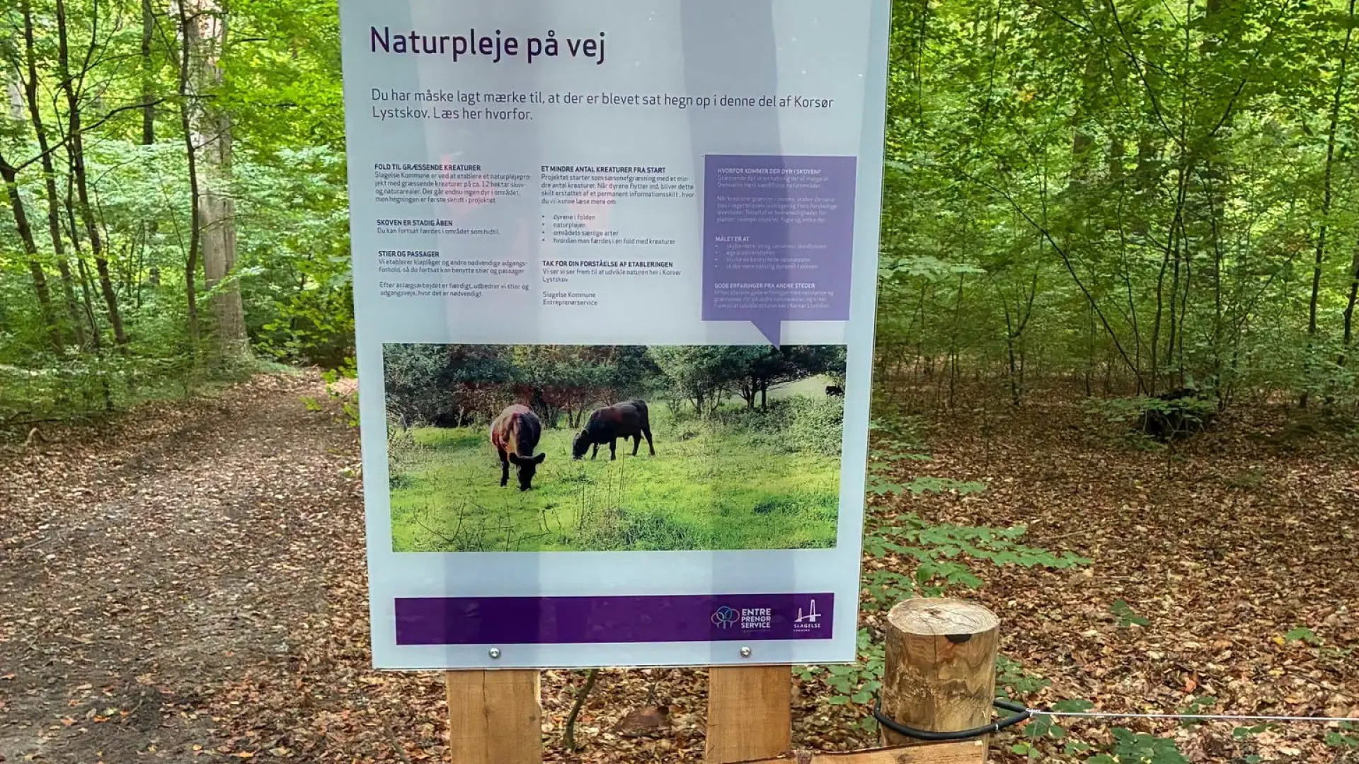 Område i stor skov bliver indhegnet