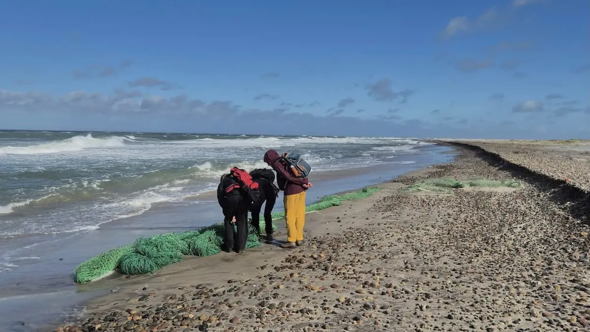 Skal du på stranden i efterårsferien? Hjælp fuglekiggere med at tælle døde fugle