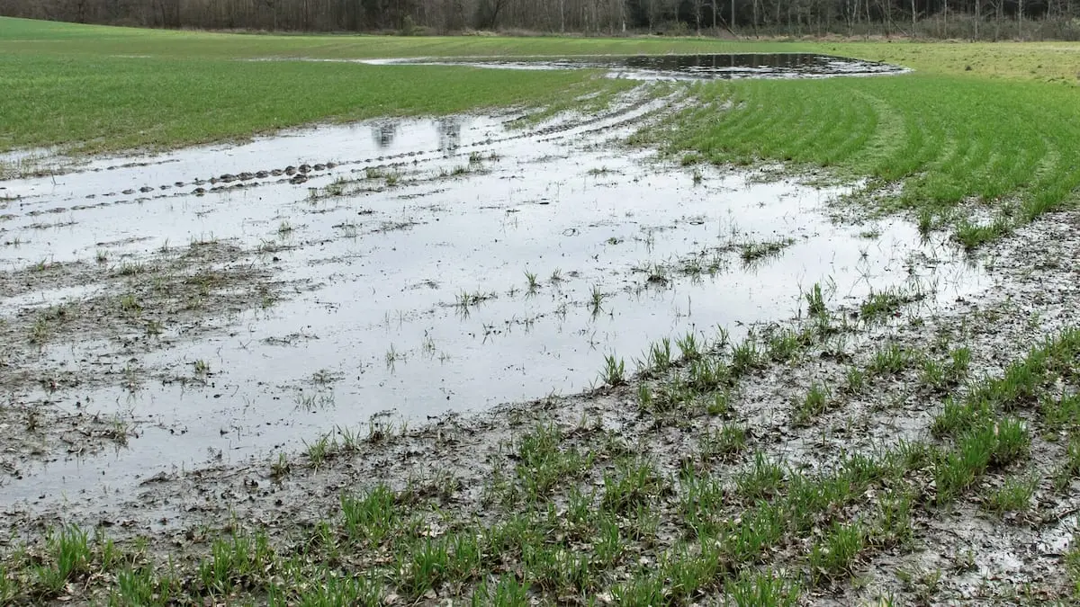 Nye tal presser klimamål: Udtagning af lavbundsjorde langsommere end ventet