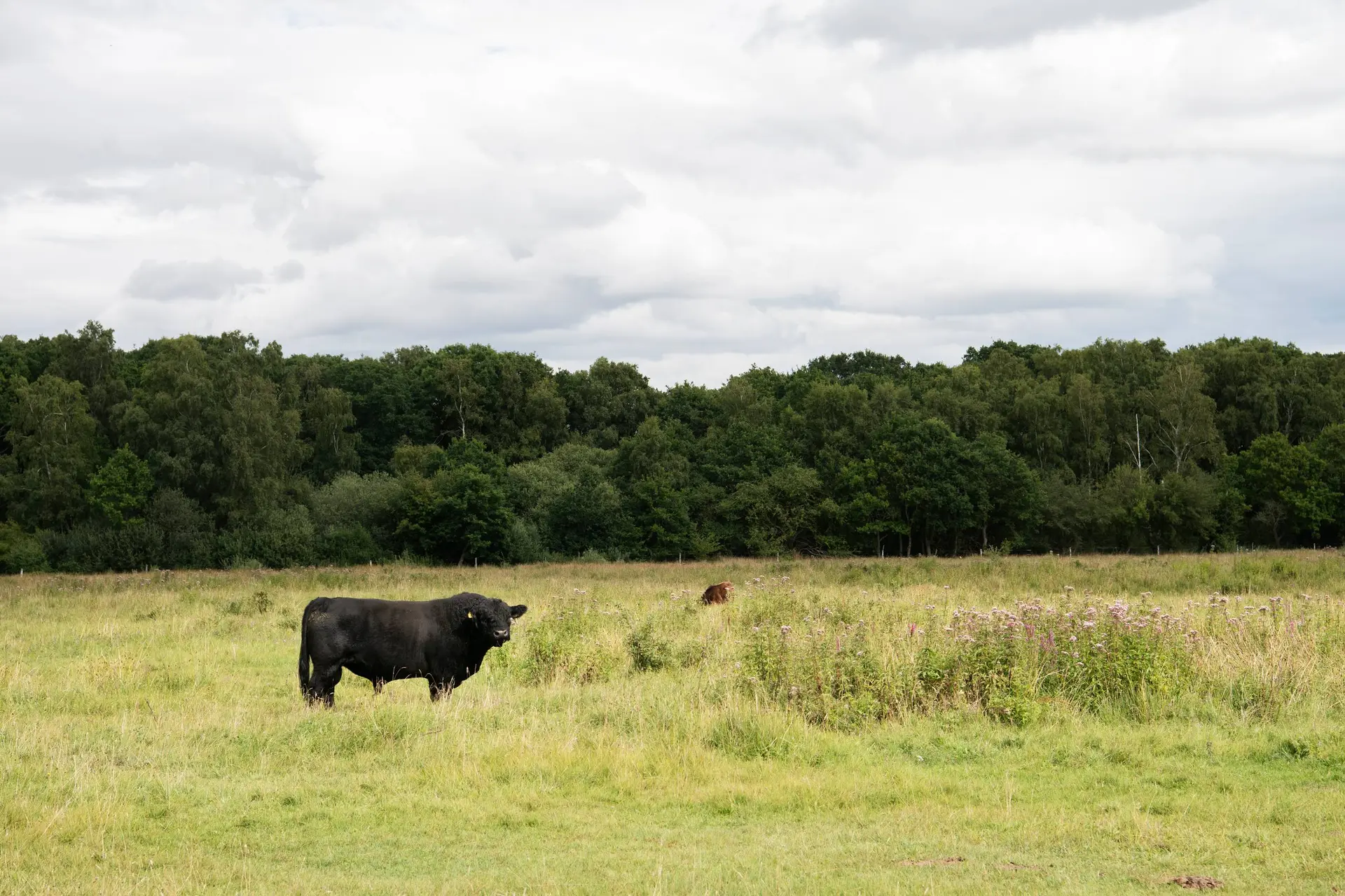 Danmarks smukkeste natur på vej i bur - Din Avis