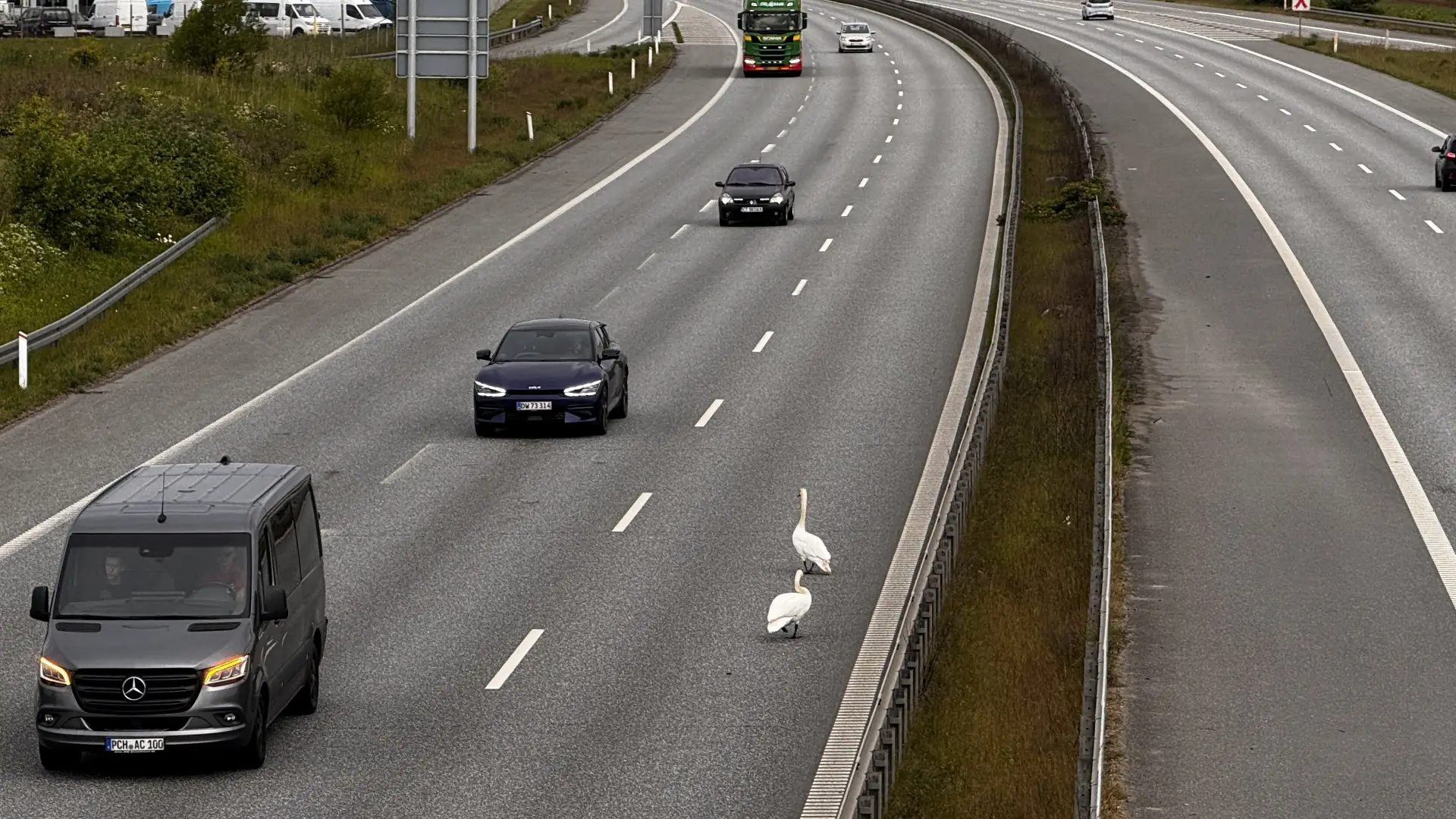 Vejdirektoratet advarer om stor fugl på motorvej