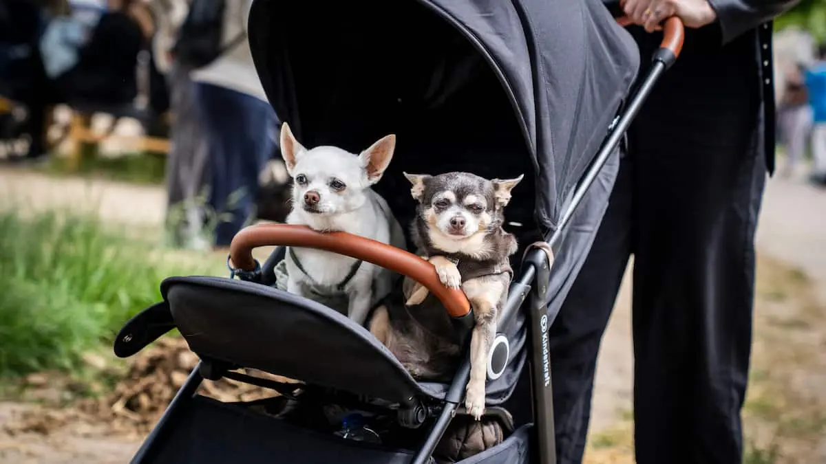 Forskere finder mulig forklaring på, hvorfor små hunde lever længere end store