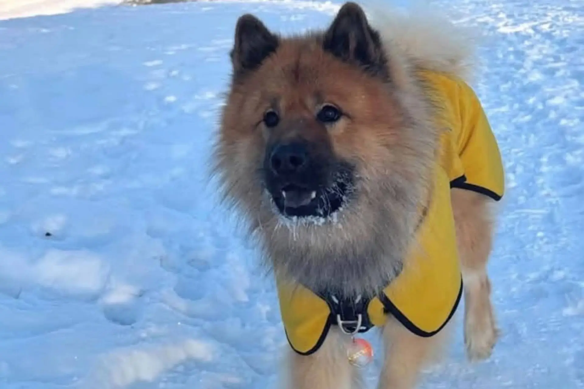 Har du set denne hund? Manfred savnet siden lørdag aften - Din Avis