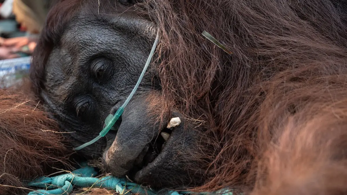 Voldsomme brande hærger Borneo - orangutang fundet bevidstløs i røgen