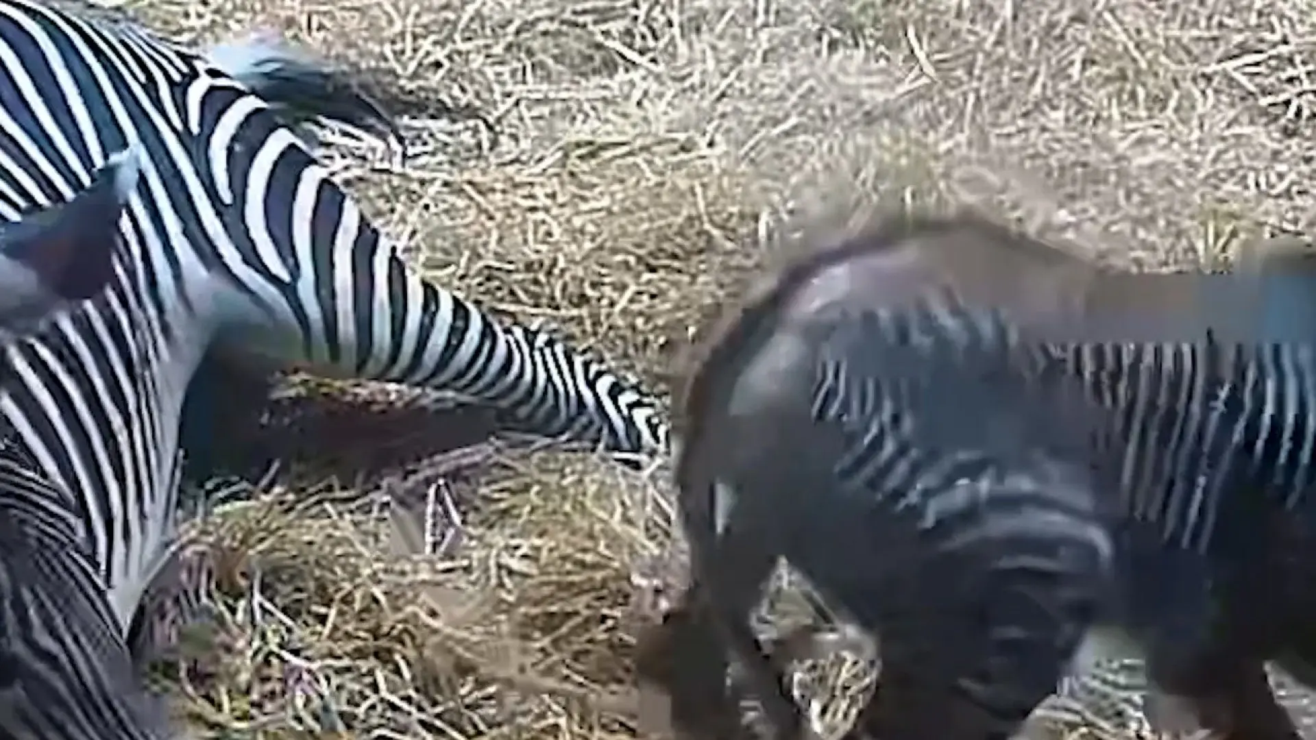 Zebraføl har fået en hård start på livet: - Det er en super skør situation