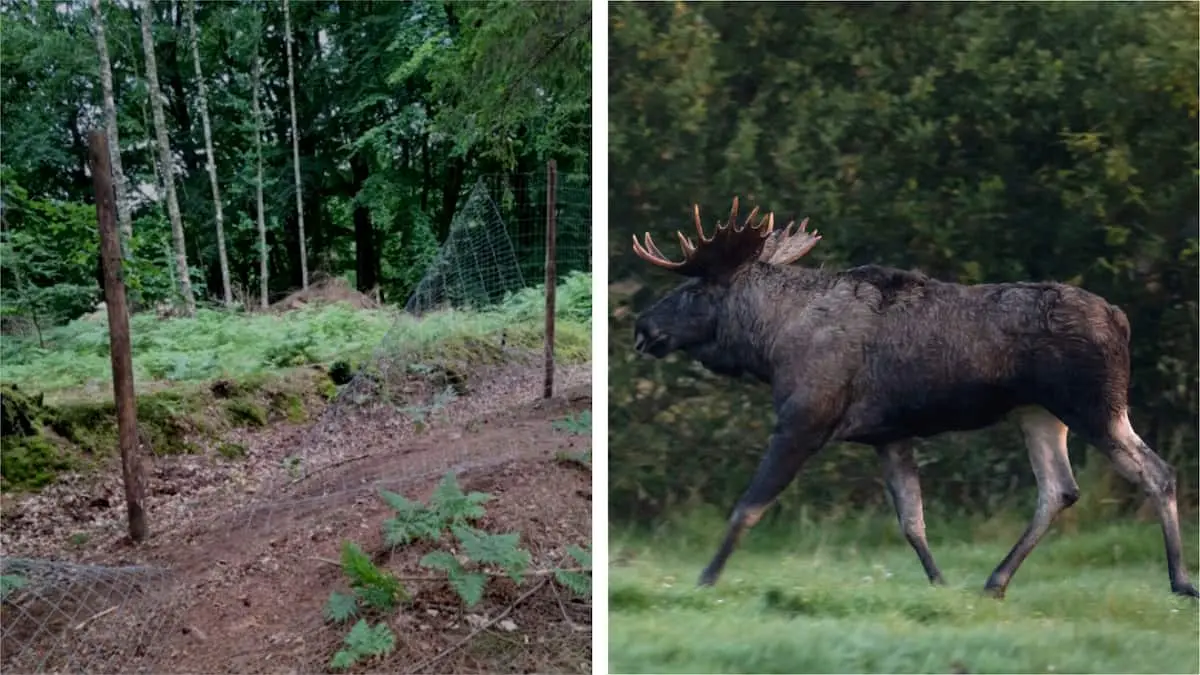 Store dyr og et kæmpe hegn: Ny naturnationalpark åbner under protester