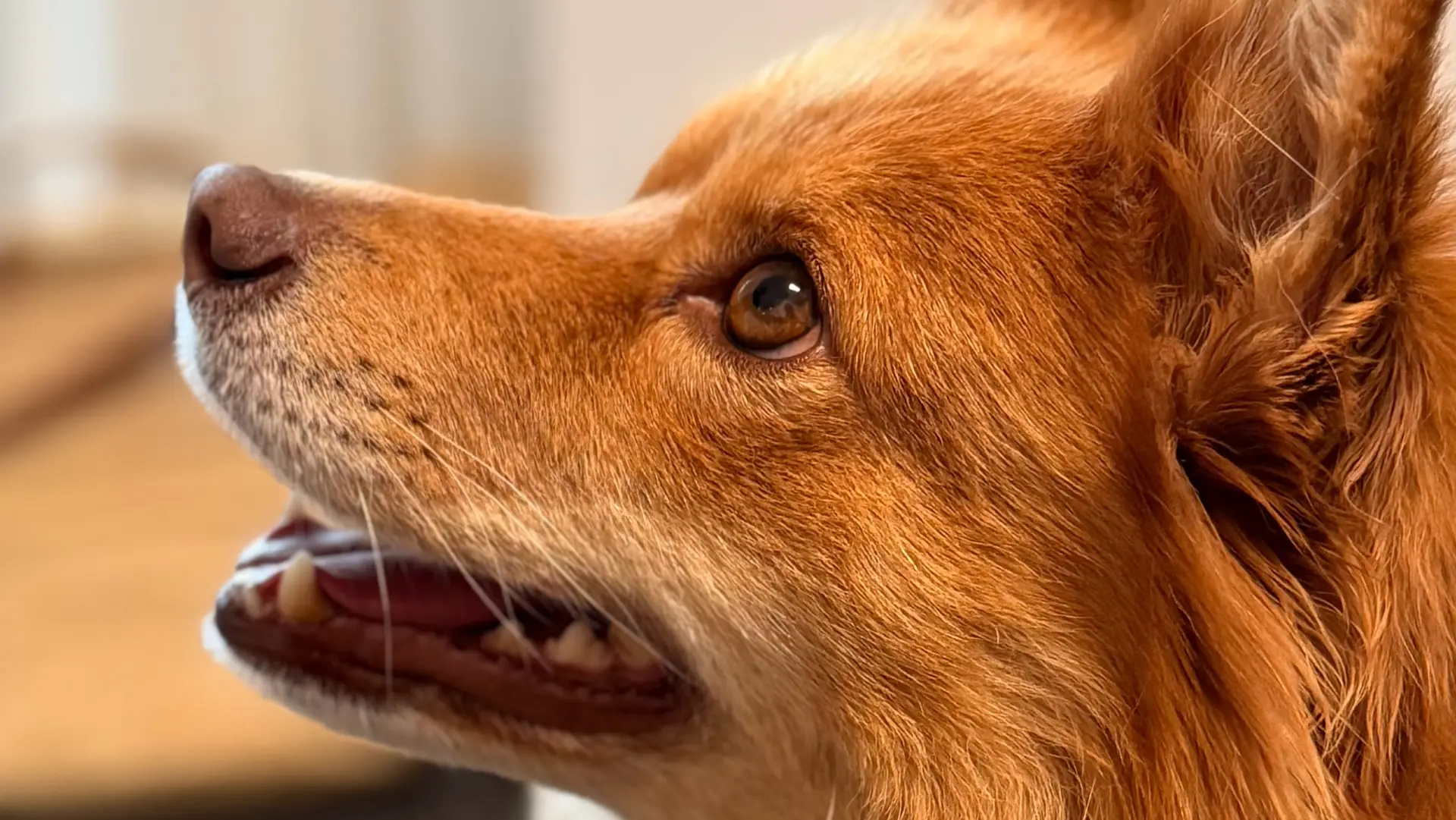 19 hunde godkendt til særlig opgave i Odense
