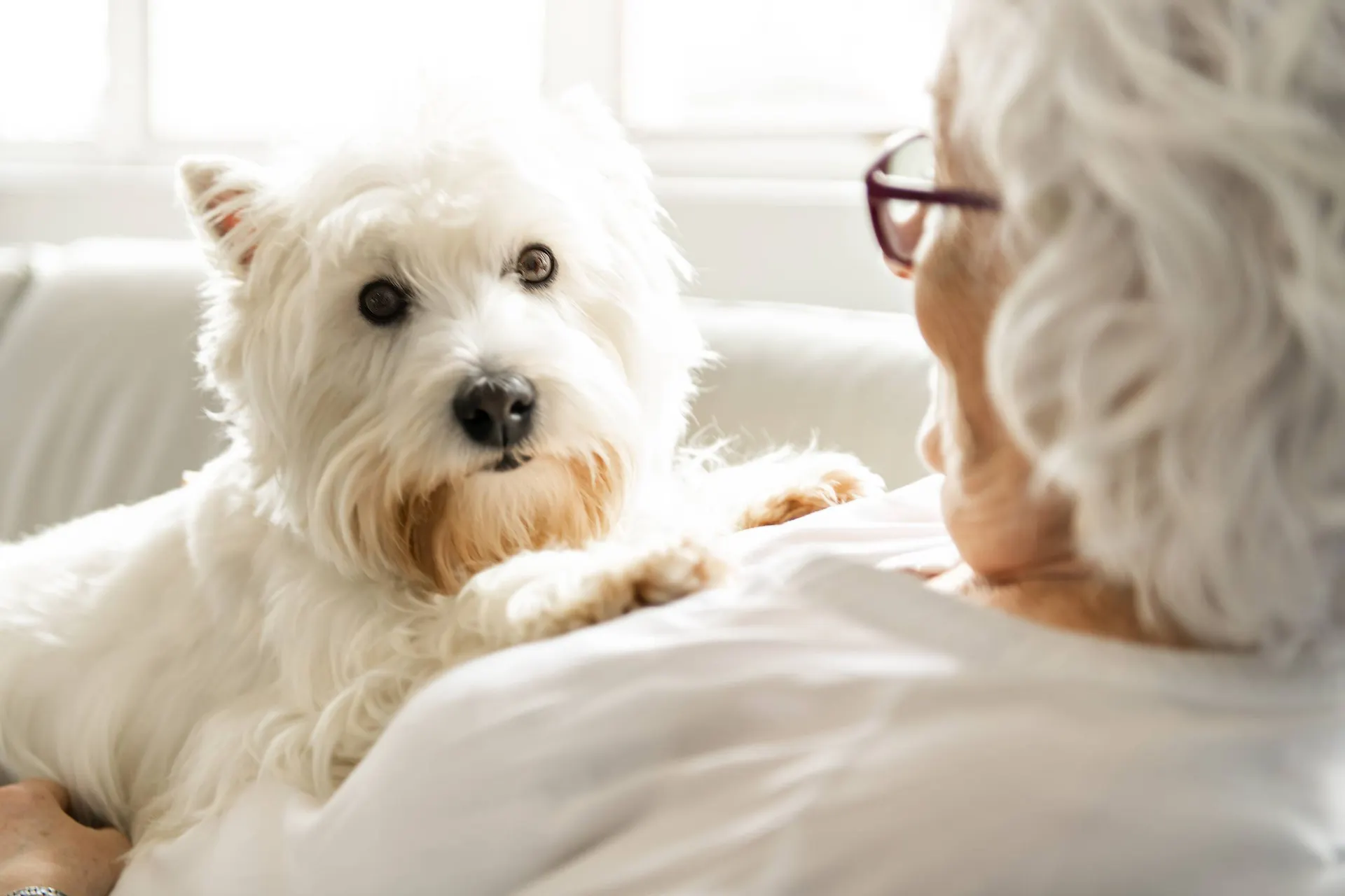 Mere tid, mere hund: Derfor er hundelivet populært efter de 60 - Din Avis