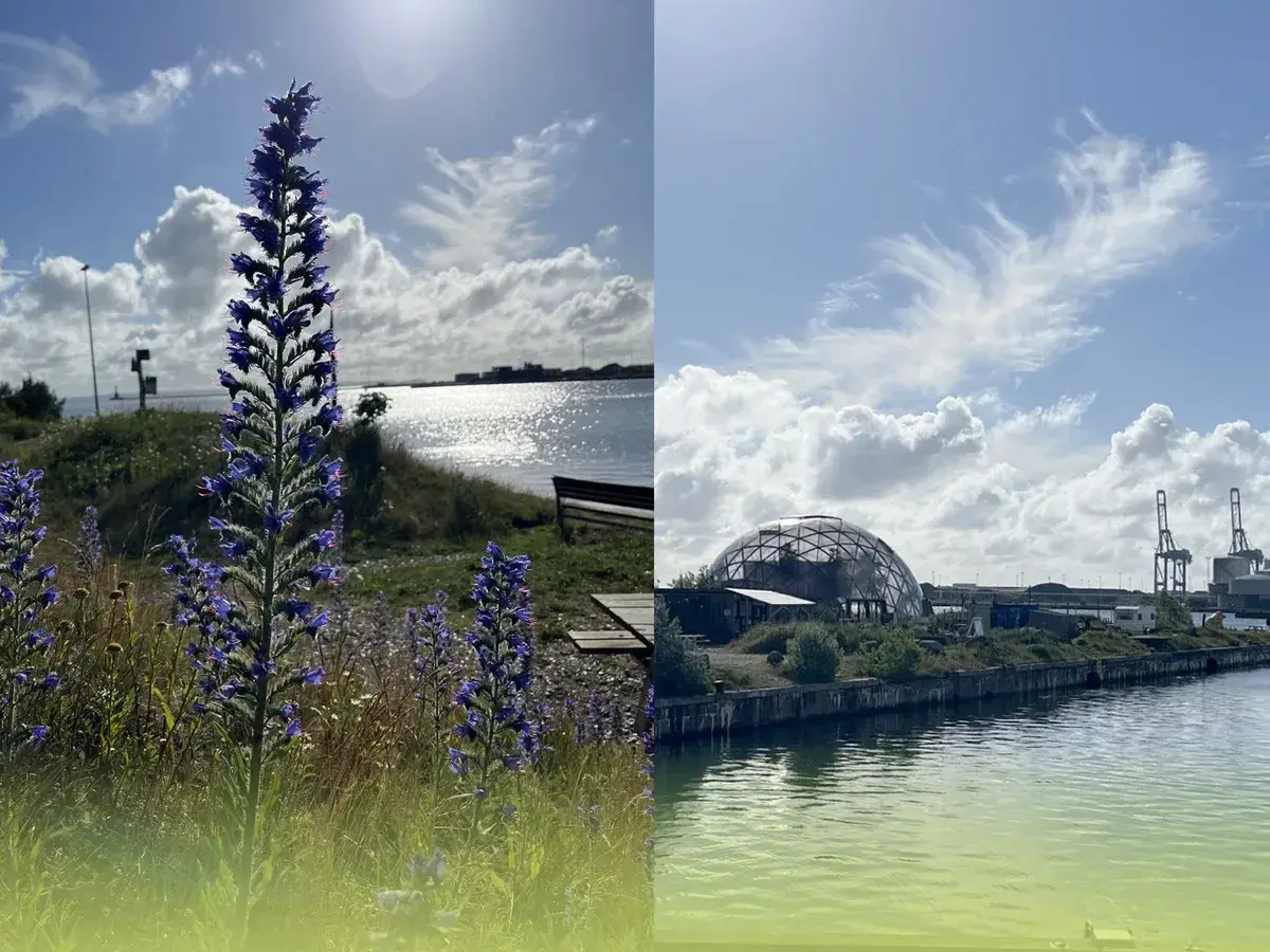 Giv arterne en stemme i byens udvikling - Workshop om bynaturens dilemmaer på Pier 2 image