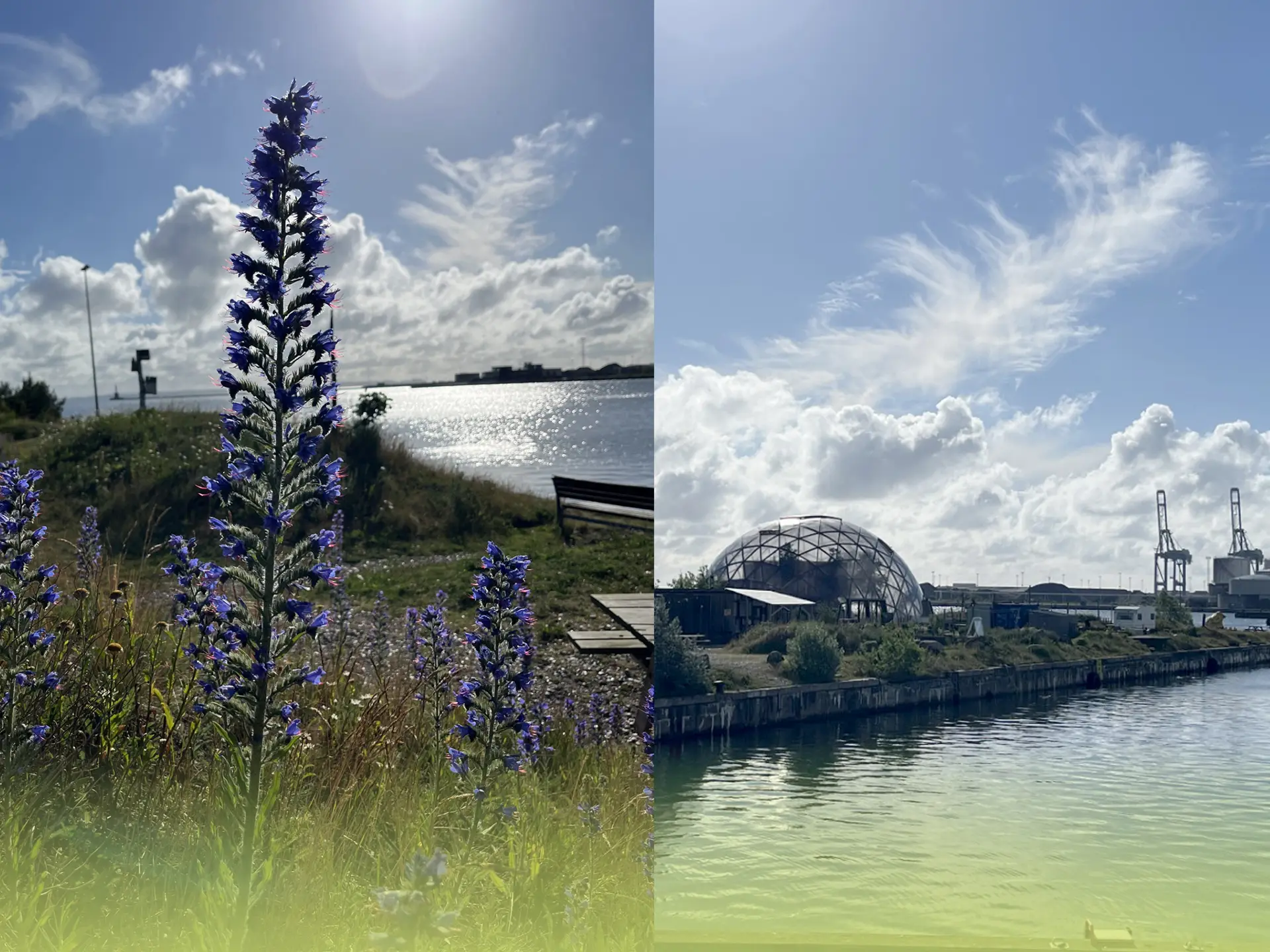 Giv arterne en stemme i byens udvikling - Workshop om bynaturens dilemmaer på Pier 2