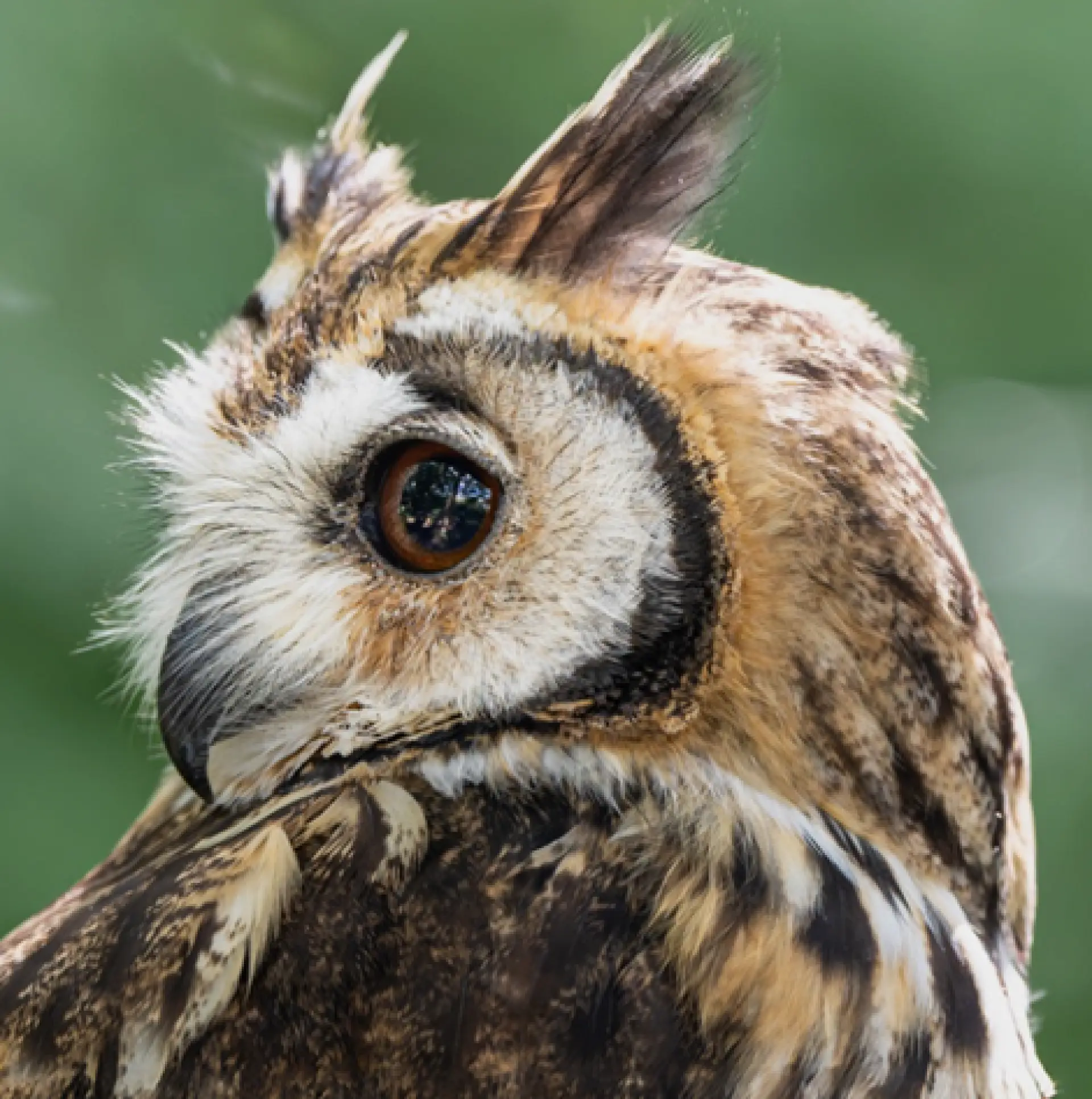 Sommerferieaktivitet: Ugleriget – uglerne flytter ind