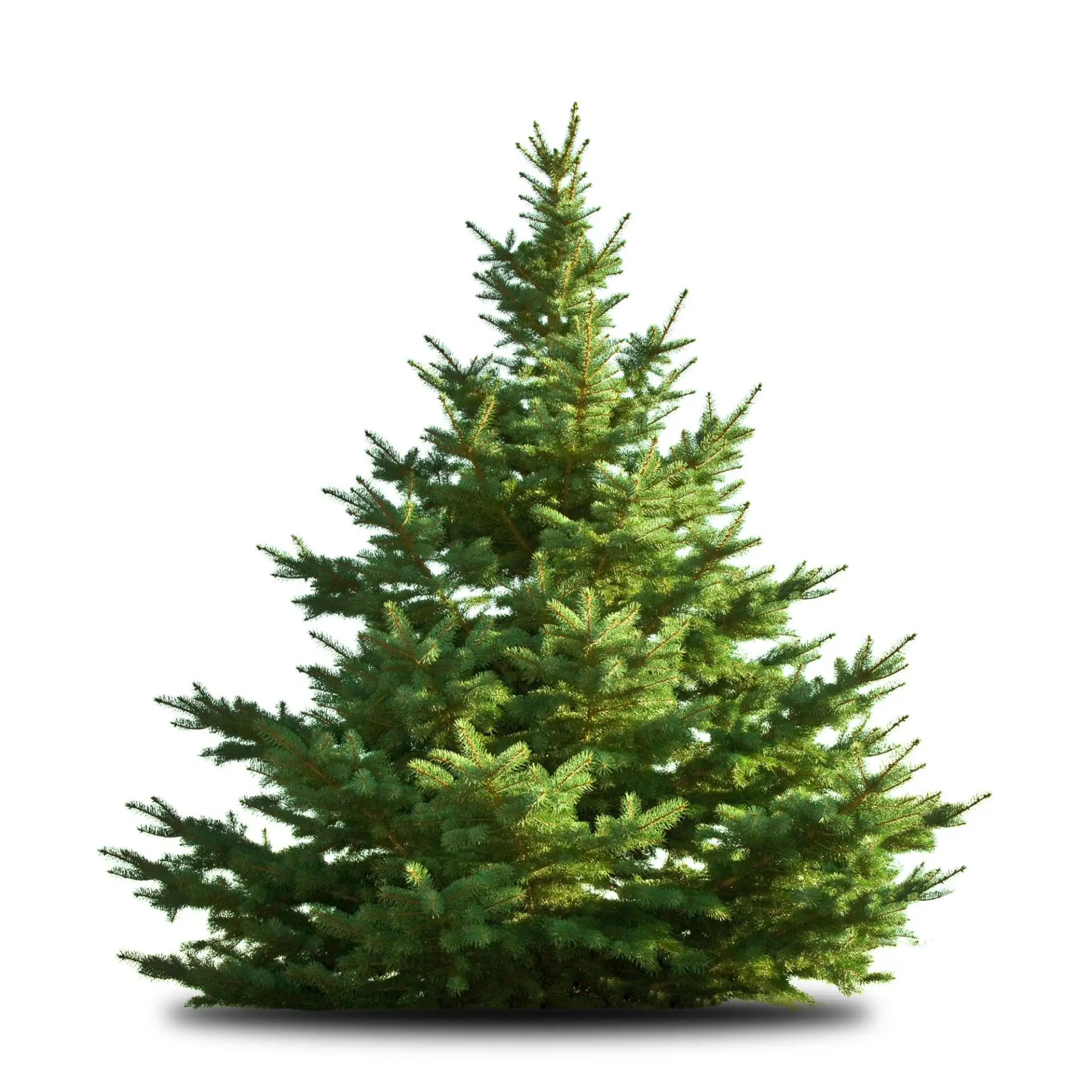 Juletræsfest