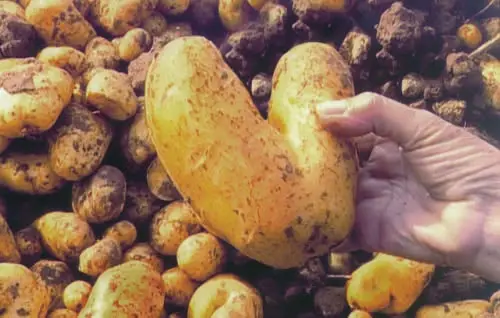 GRØN BIO X MADSPILDSDAG // Varda, cider og Wefood 🥔🤎