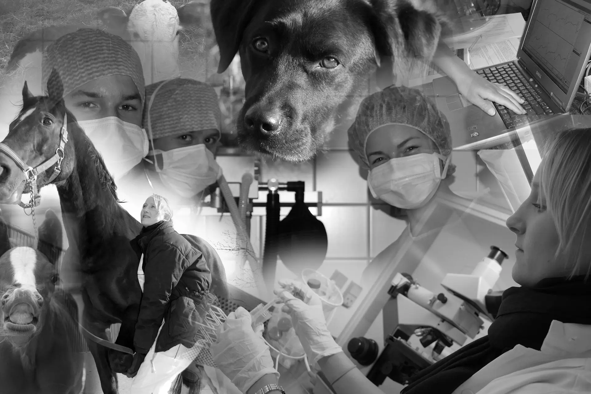 VeterinærMedicinsk Forening (VMF)